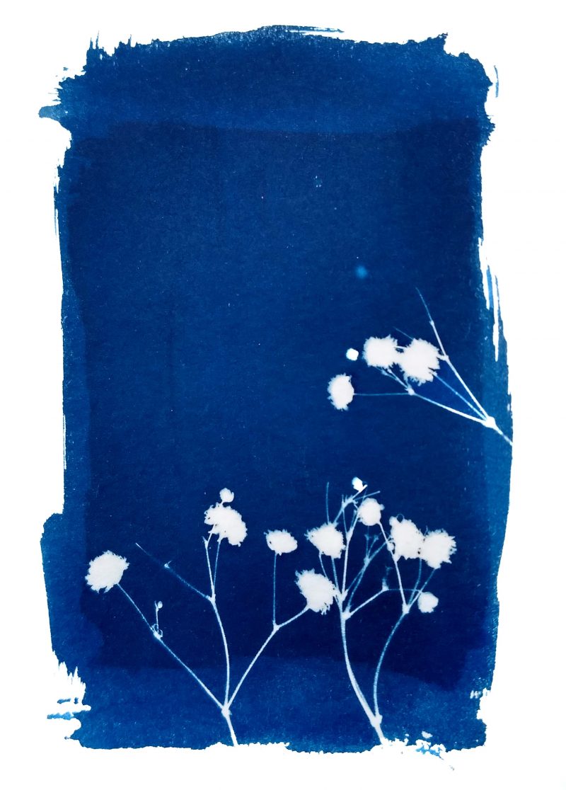 Gipsofila (Vendida)
