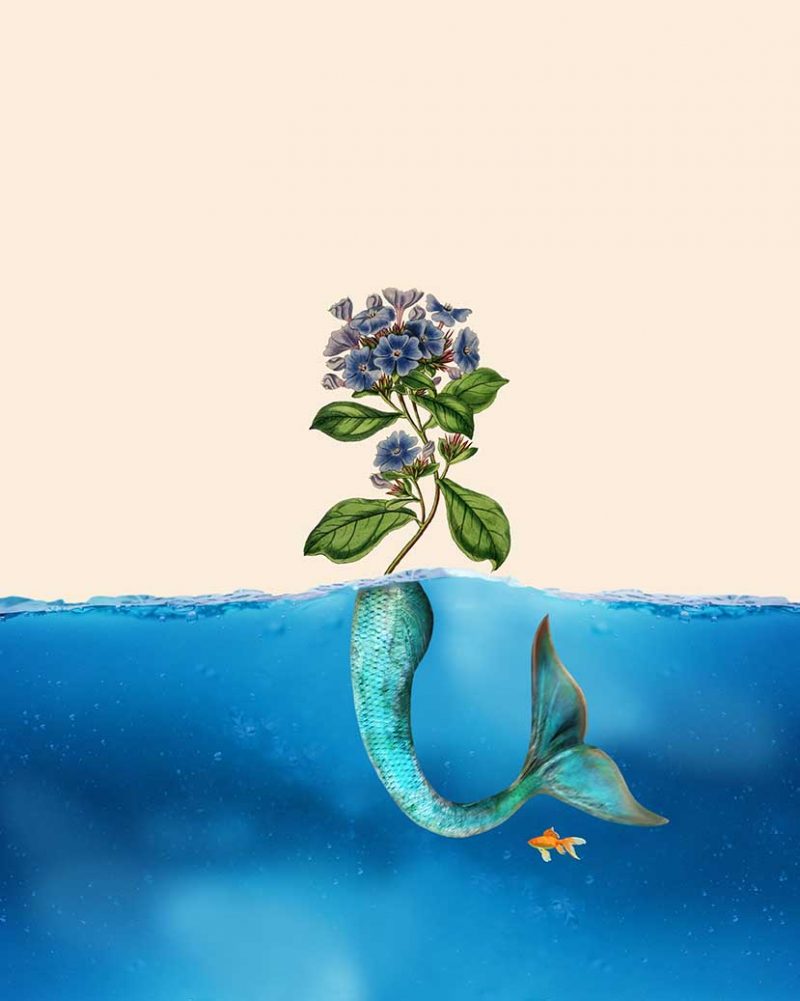 Sirena