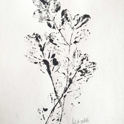 Buxus