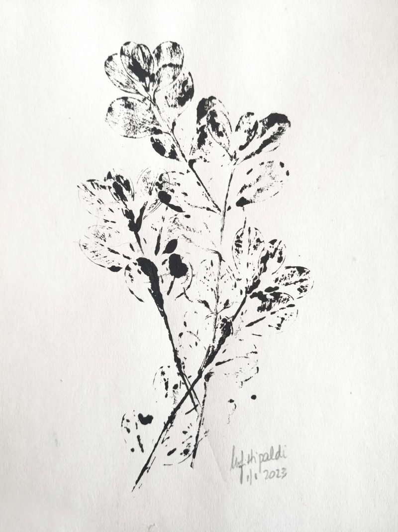 Buxus